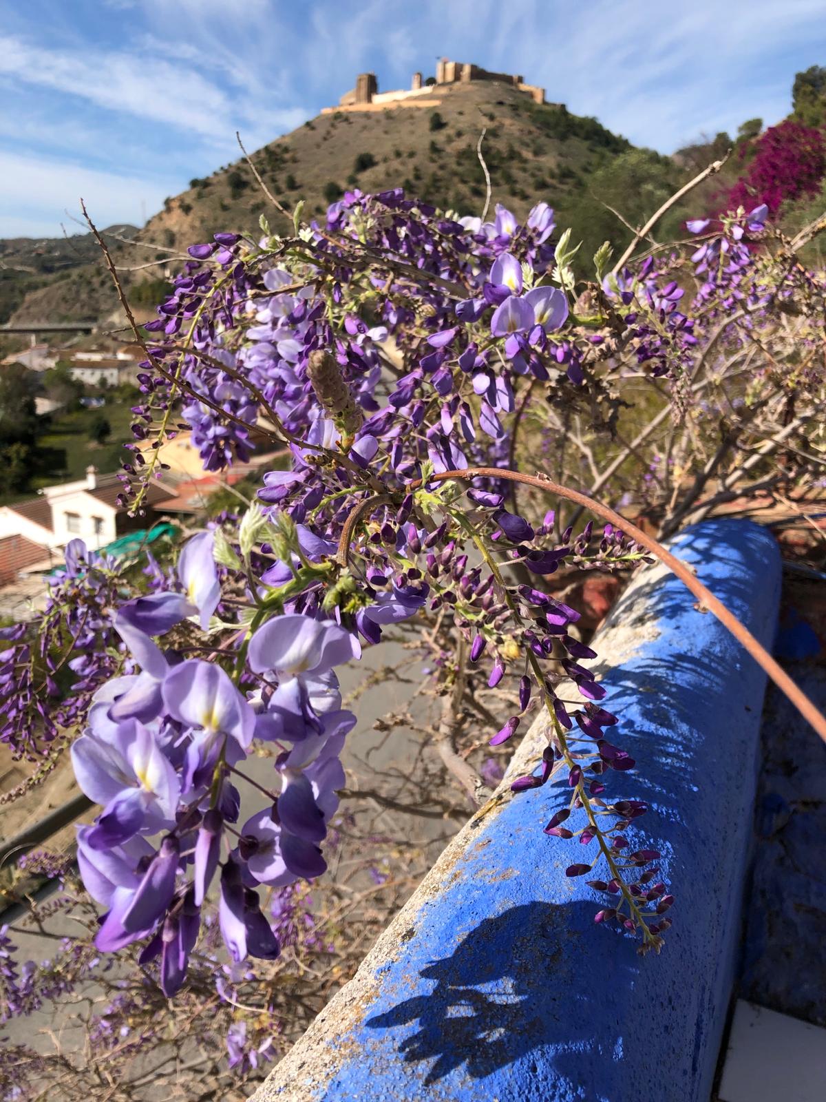 Kuva kukkivasta kuusta. Taustalla Fuengirolan linna